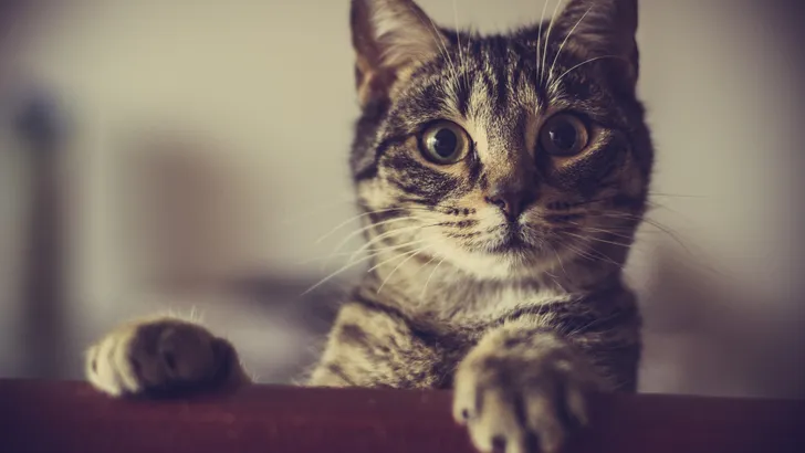 Amerikaanse vrouw bewaart meer dan 100 dode katten in diepvriezer