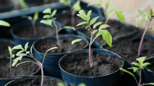 Tomaten planten
