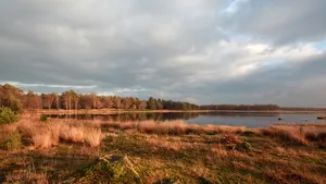 Dwingelderveld