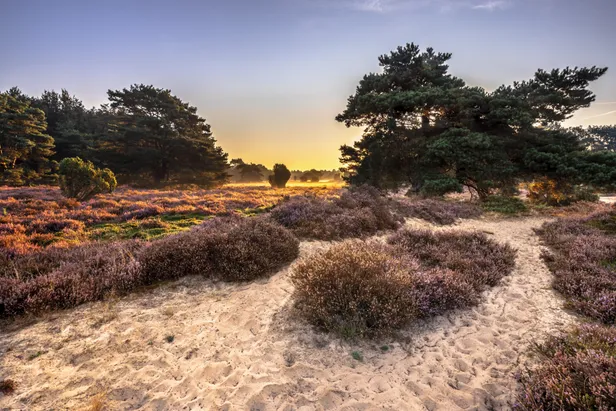 Dwingelderveld