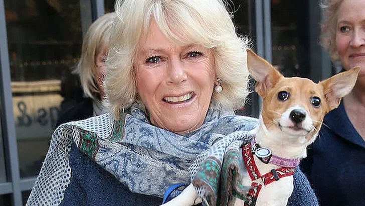 Camilla en haar honden