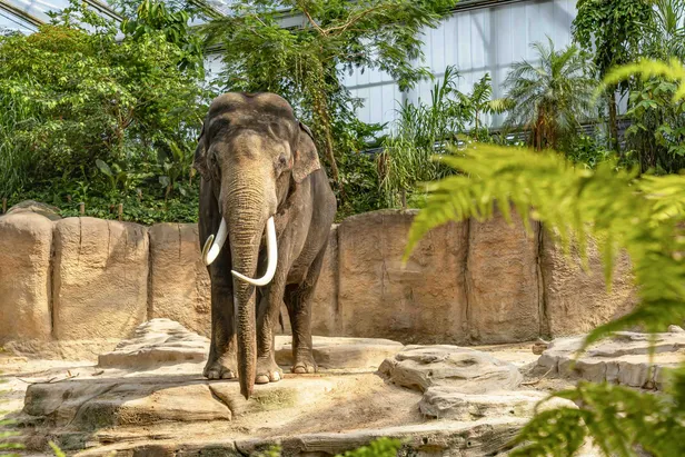 Olifant in WILDLANDS Adventure Zoo in Emmen