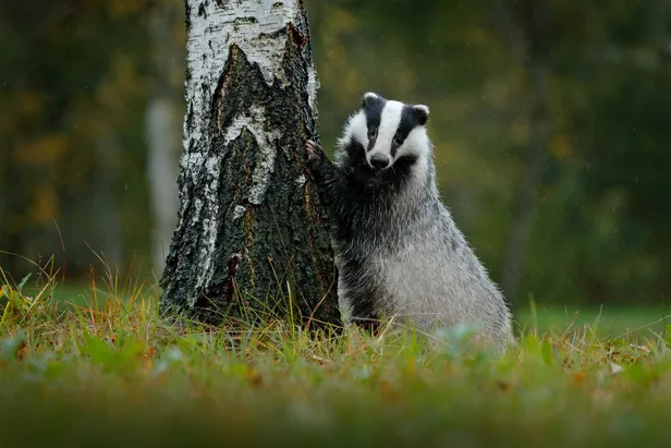 Een das in de natuur