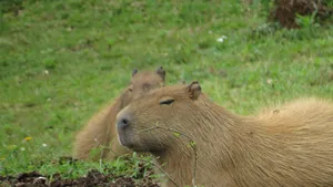 capibara