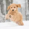 Zoveel kilocalorieën verbrand je met een wandeling in de sneeuw