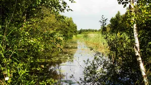Twijzelermieden