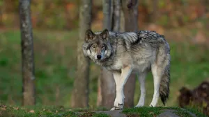 Wat moet je (niet) doen als je een wolf ziet op de golfbaan?