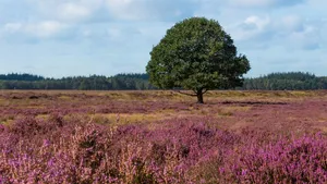 Drenthe