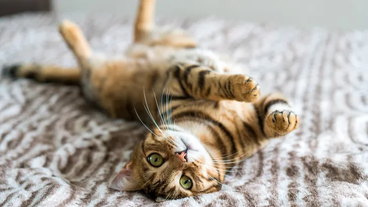 Poeslief: maak van je kat een filmster!
