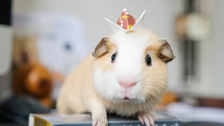 Beau Pets: cavia's die de show stelen met hun flatterende hoeden