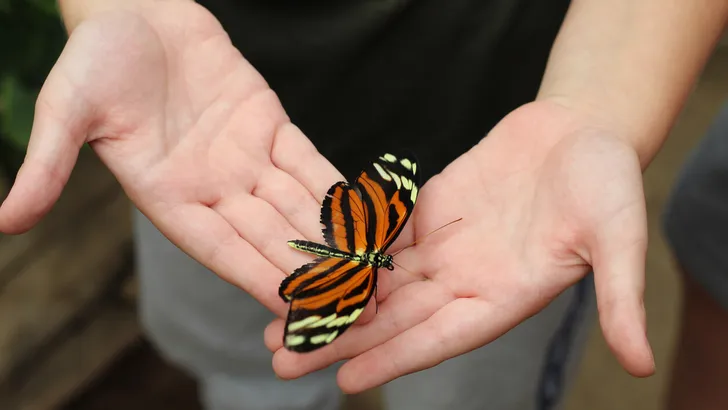 Young Boy Holding A Butterfly