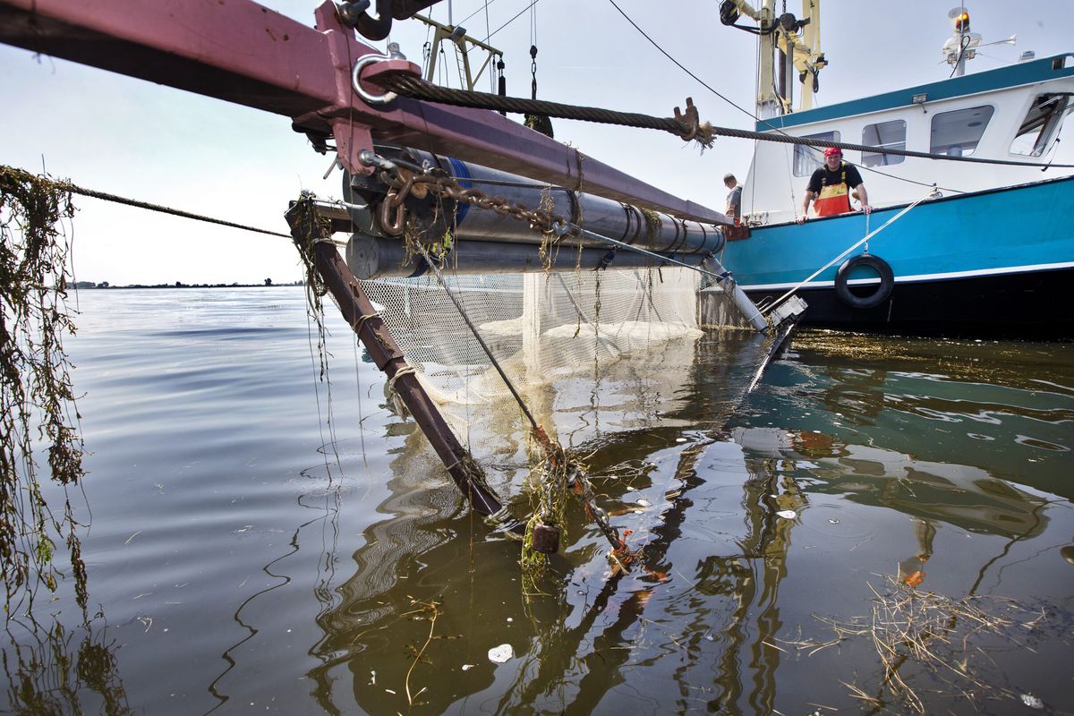 Maaien fonteinkruid in het Markermeer is begonnen
