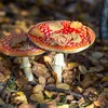 Eropuit in de herfst: paddenstoelen zoeken in het Drents-Friese Wold | Noorderland