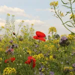 wonderful colorful wild flowers in the field margin with a blue sky