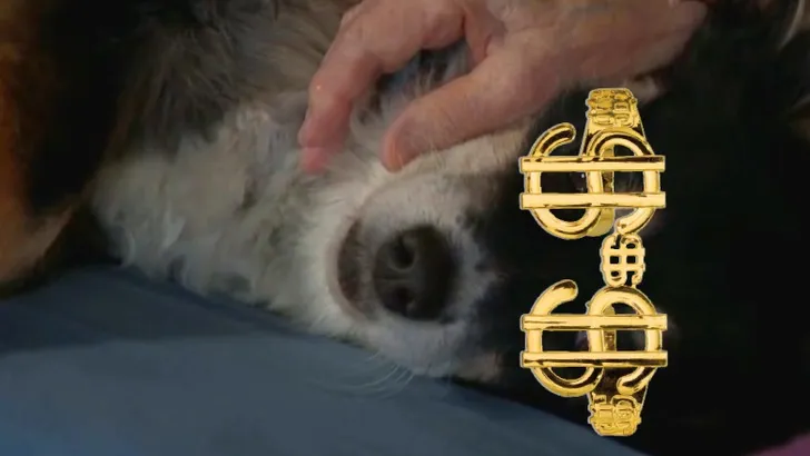 Hond Lulu met gephotoshopte dollar-bril op