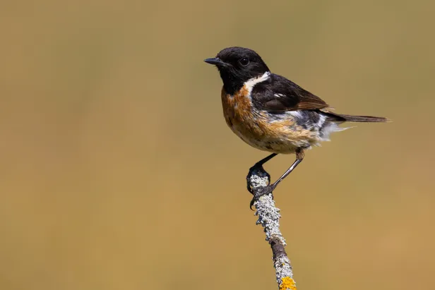 Mannelijke roodborsttapuit