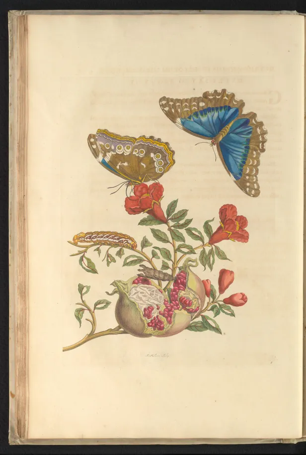 Granaatappel (Punica granatum).