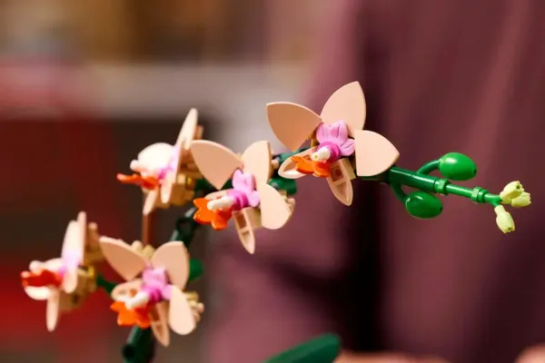 Mini orchidee