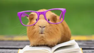 Dit zijn Laurens en Harry: de enorm populaire cavia's op Instagram