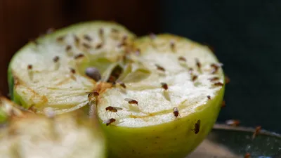 Ter illustratie: fruitvliegjes op een appel.