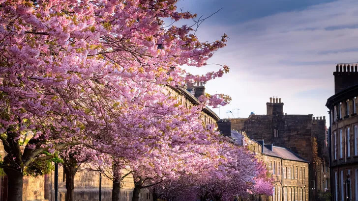 Foto van Harrogate, een Britse stad die met z'n kersenbloesems doet denken aan Japan