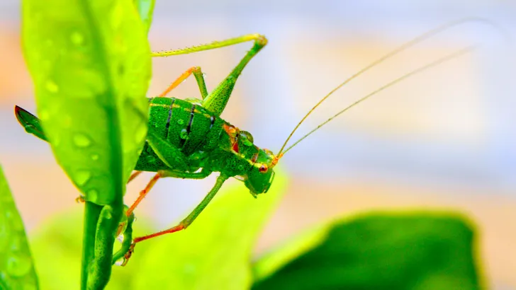 Waarom mensen massaal insectenpoeder eten voor het sporten