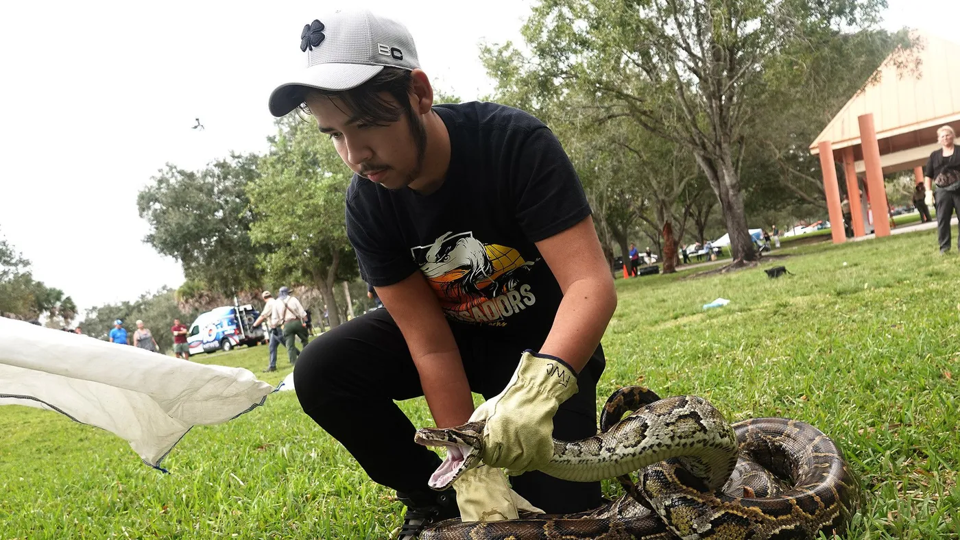 Een python als lunch - enorme slangen vangen in Florida