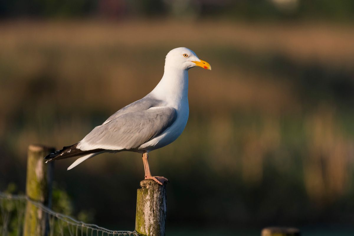 De meeuw verhuist: waarom we deze kustvogel steeds vaker in het binnenland zien