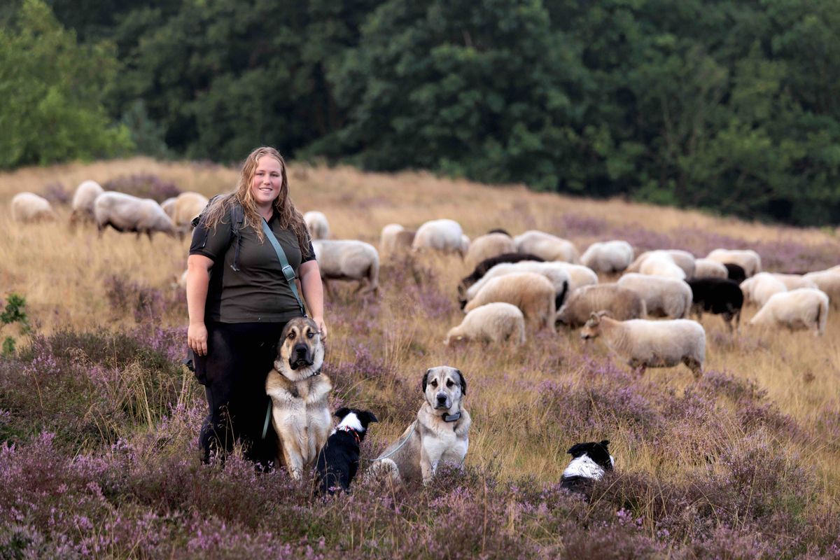 Op pad met een jonge Drentse herder: 'Mensen verwachten vaak een oude man met een baard'