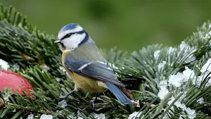 Winter: tijd om je tuin klaar te stomen voor de lente!