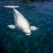 Beloega, witte dolfijn