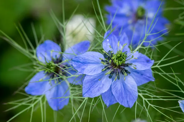 Juffertje-in-het-groen
