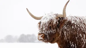 Witte kerst