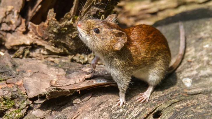 Is het hantavirus overdraagbaar van mens op mens? RIVM geeft duidelijkheid
