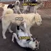 pogacar ayuso als honden bij uae