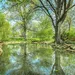 Waarom de landschapsvijver dé nieuwe musthave is in luxe tuinen
