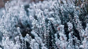 Winter heather background