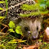 Zien we daar een egel? Dít zegt dat over jouw tuin (en jezelf) | Elegance