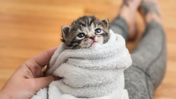 kitten