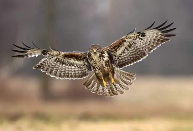 Buizerd