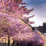 Foto van Harrogate, een Britse stad die met z'n kersenbloesems doet denken aan Japan