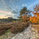 Autumn heathland landscape path