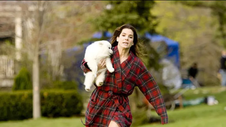 Dog scene