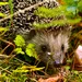 Een egel in de tuin betekent iets goeds.