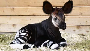 okapi