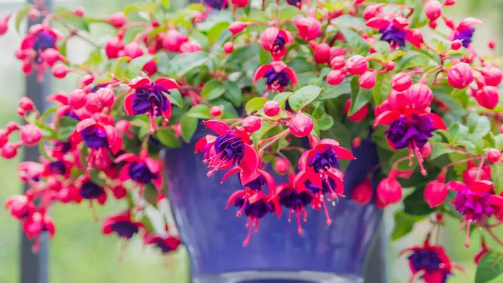 Fuchsia