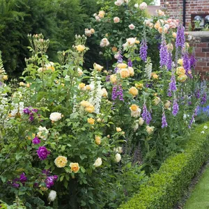 David Austin
