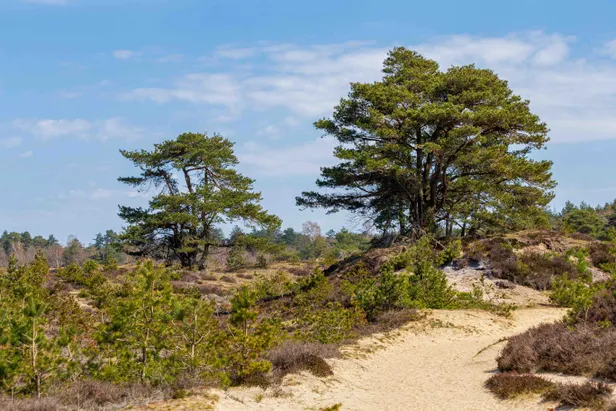 Het Aekingerzand in het Drents-Friese Wold