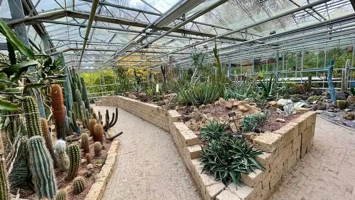 Prikkelend uitje: Rotterdam heeft nu een cactusfestival