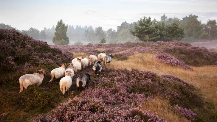 Dieren